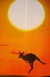 kangaroo